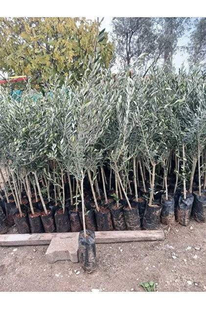 GEMLİK ZEYTİN FİDANI 1 YAŞ